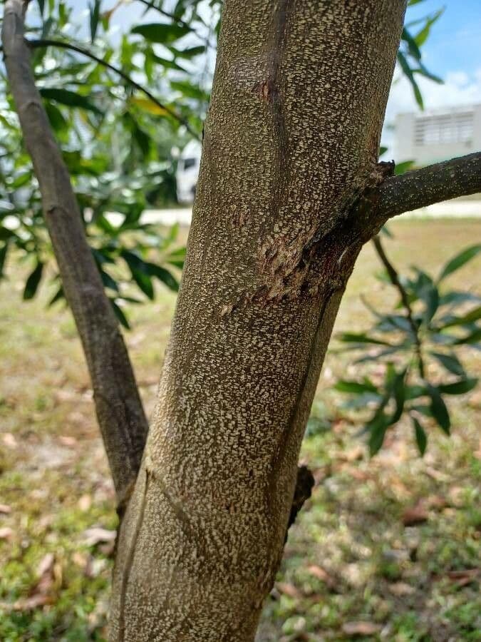 Akacja mangium 23
