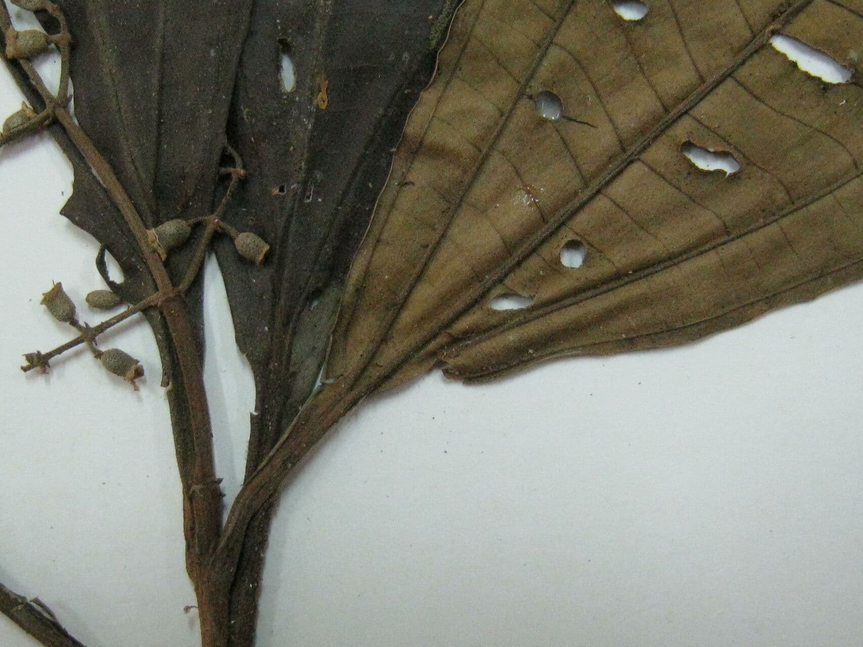 Miconia splendens 5