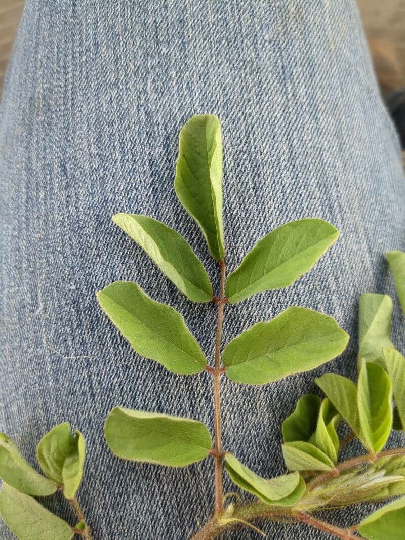 Indigofera 16