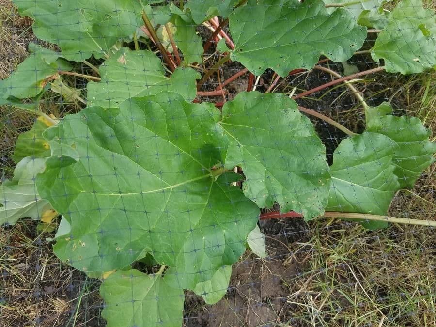 Rabarbaro da giardino 3