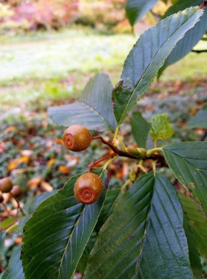 Thomsonaria kalonevrová 2