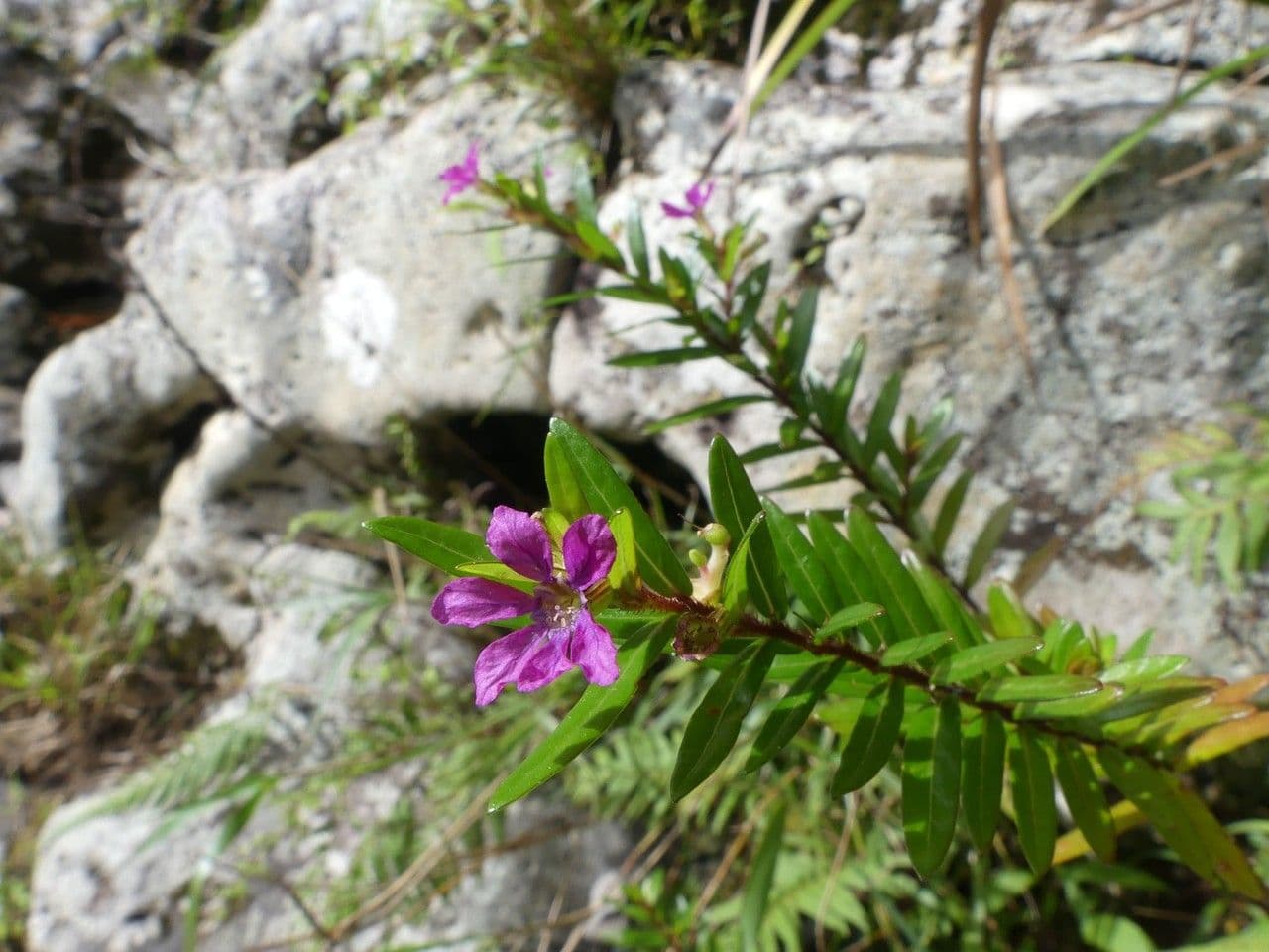 Immergrüne Cuphea 5