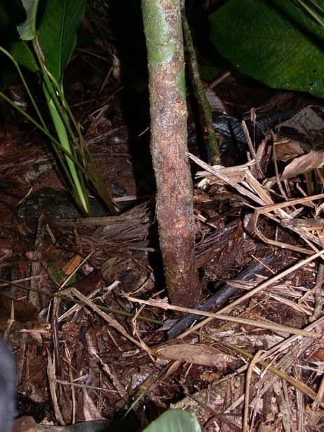 Potalia turbinata 16