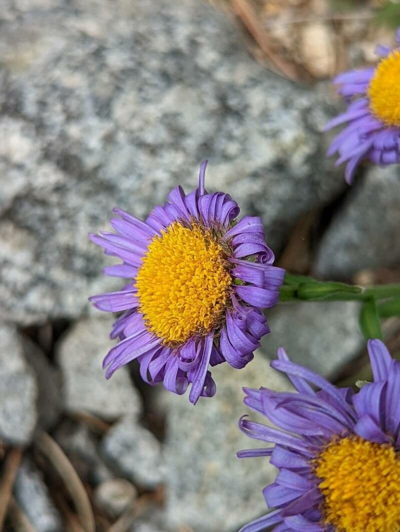Flaccid aster 2