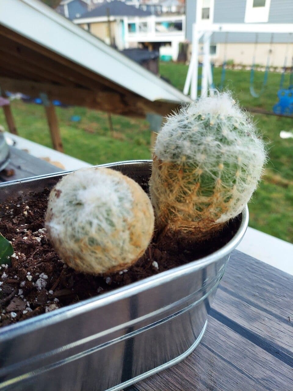 Cactus vecchio