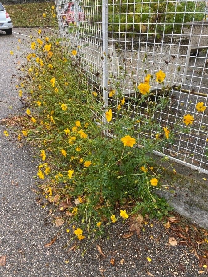 Schwefel-Cosmos 11