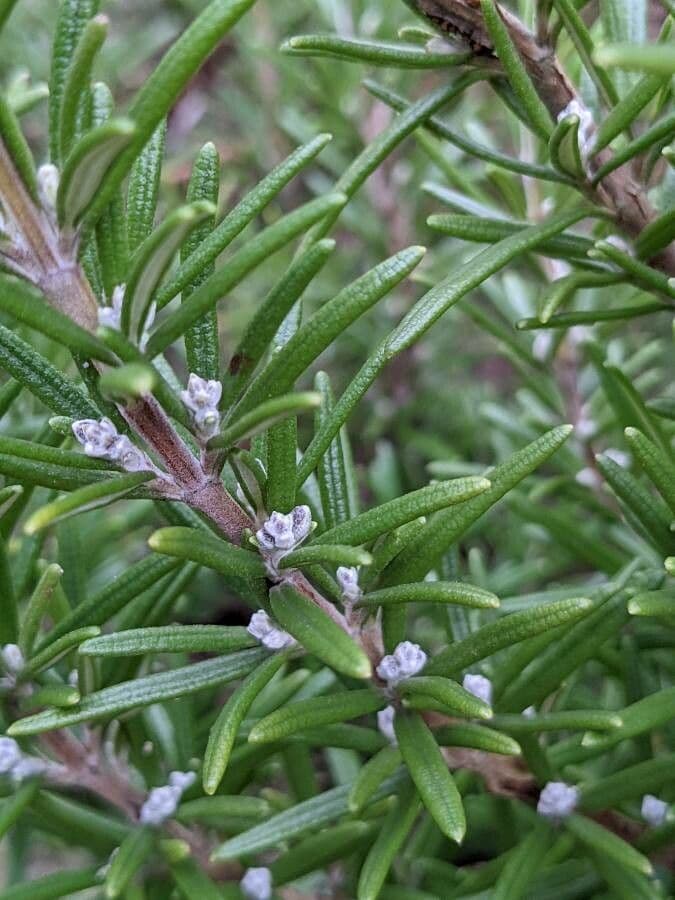 Rozmarýn lékařský 5