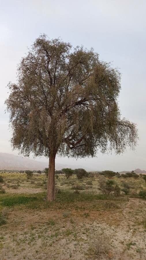Prosopis