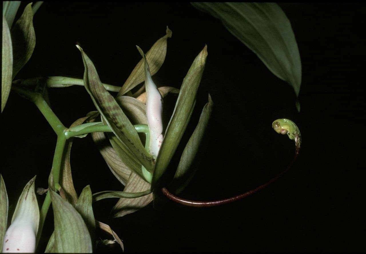 Cycnoches 2