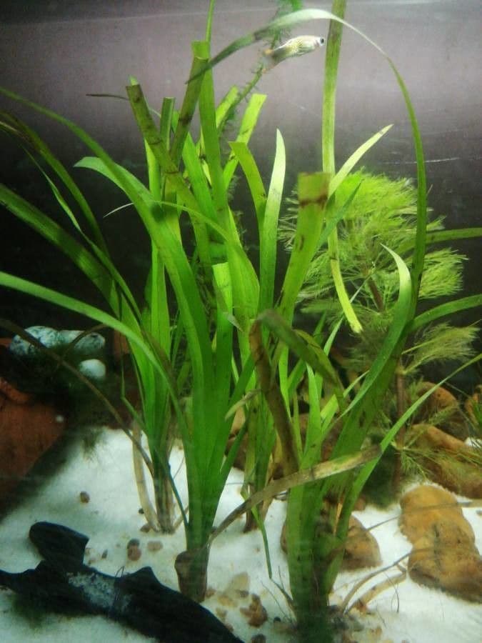 Sagittaria 3