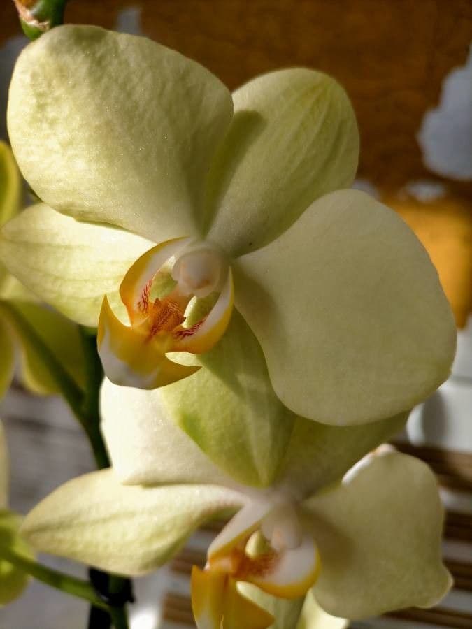 Spathoglottis plicata 24