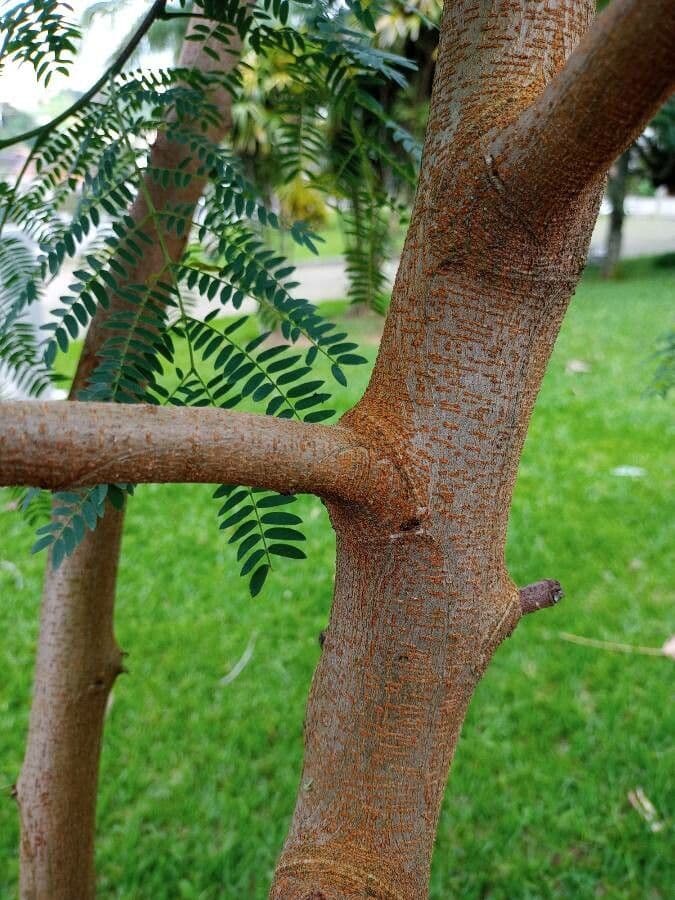 Leucaena 25