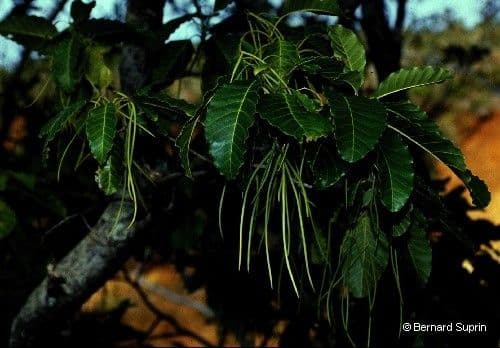 Alstonia 6