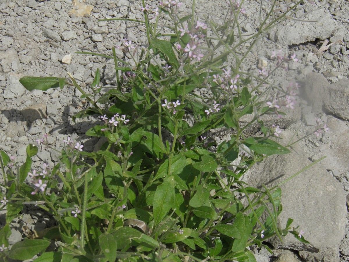 Malcolmia africana 12