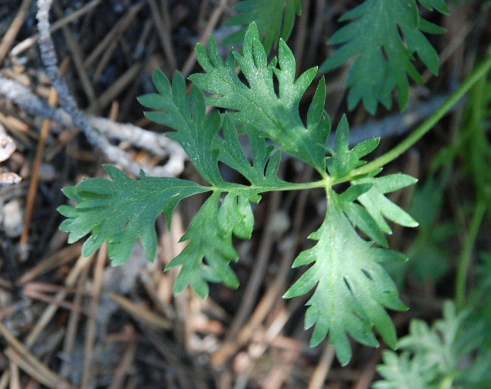 Potentilla di Brewer 10