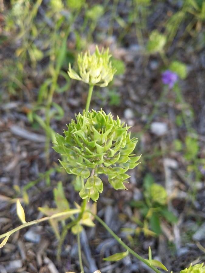 Iberka okolíkatá 5