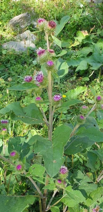 Bardana selvatica 12