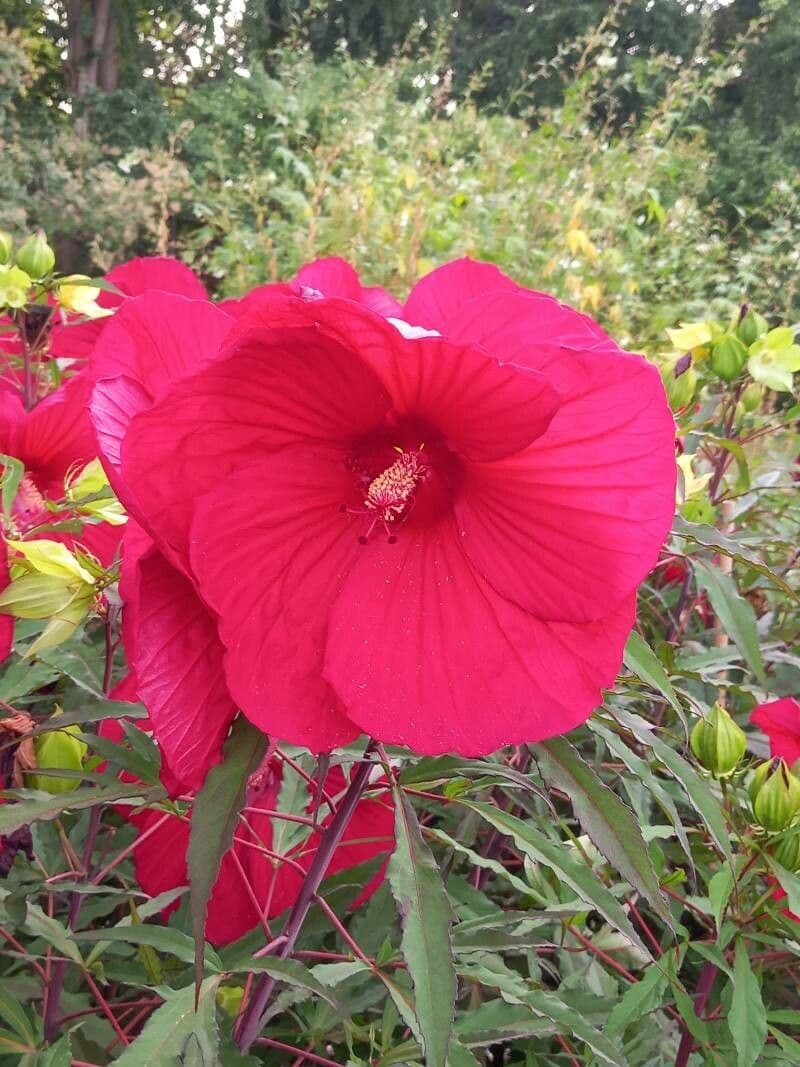 Hibiscus grandiflorus 4