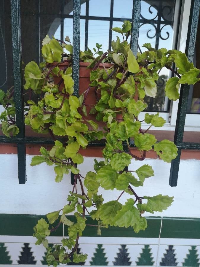 Plectranthus Parviflorus 11