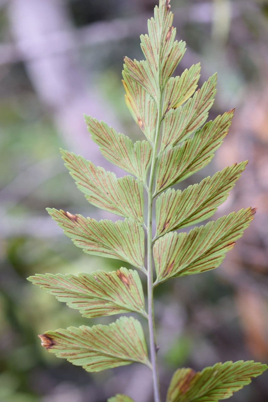 Asplenium polyodon 4