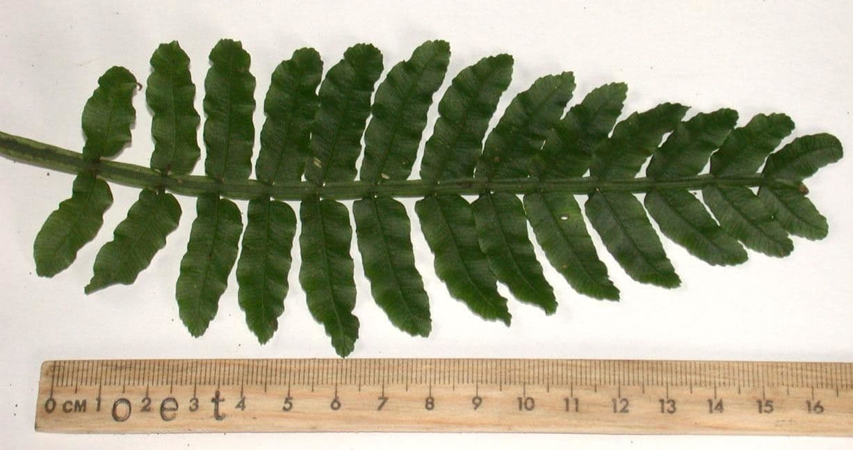 Danaea 3