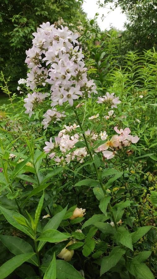 Campanula lactiflora 7