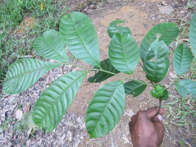 Trichilia