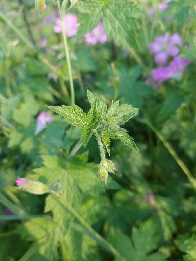 Bocianik 16
