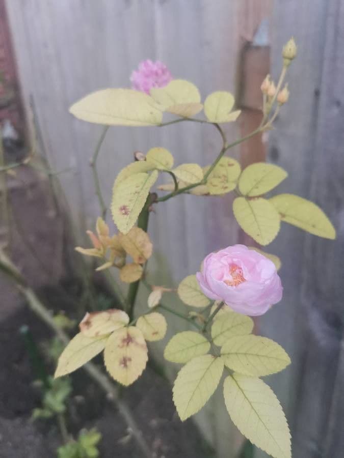 Rosa tomentosa 6