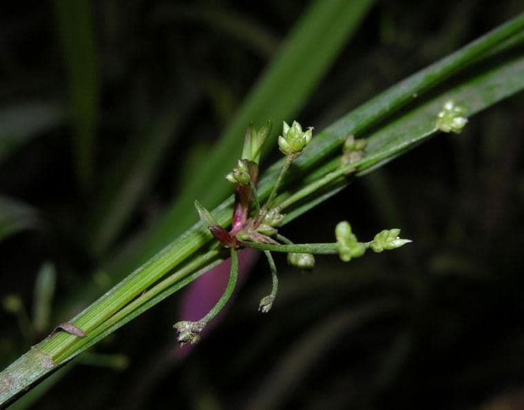 Calyptrocarya glomerulata 9