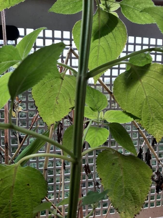 Salvia ananas 16