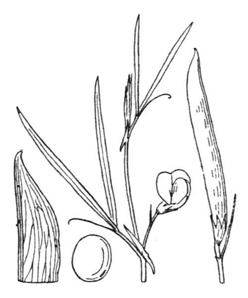 Kugel-Platterbse 26