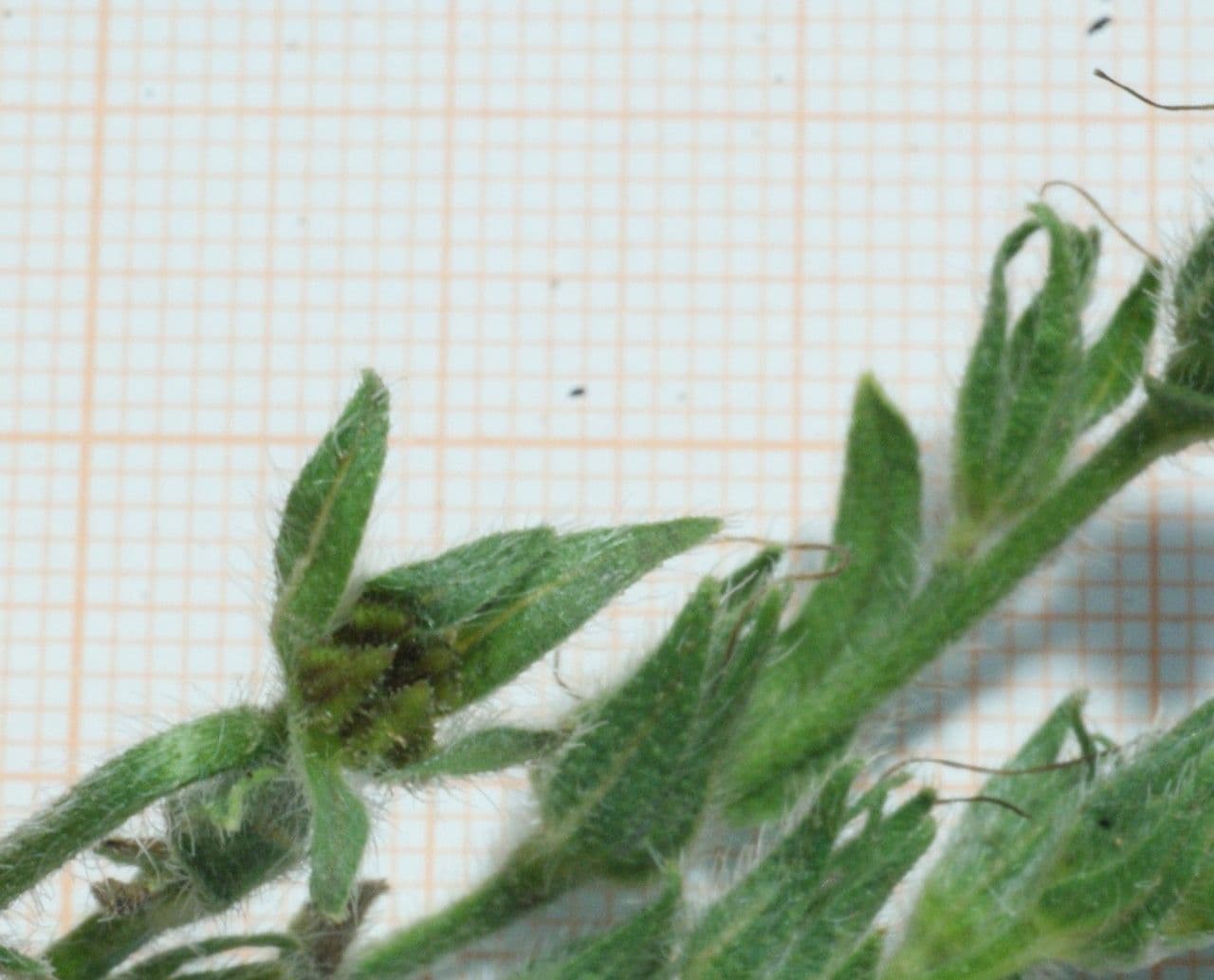 Echium 15