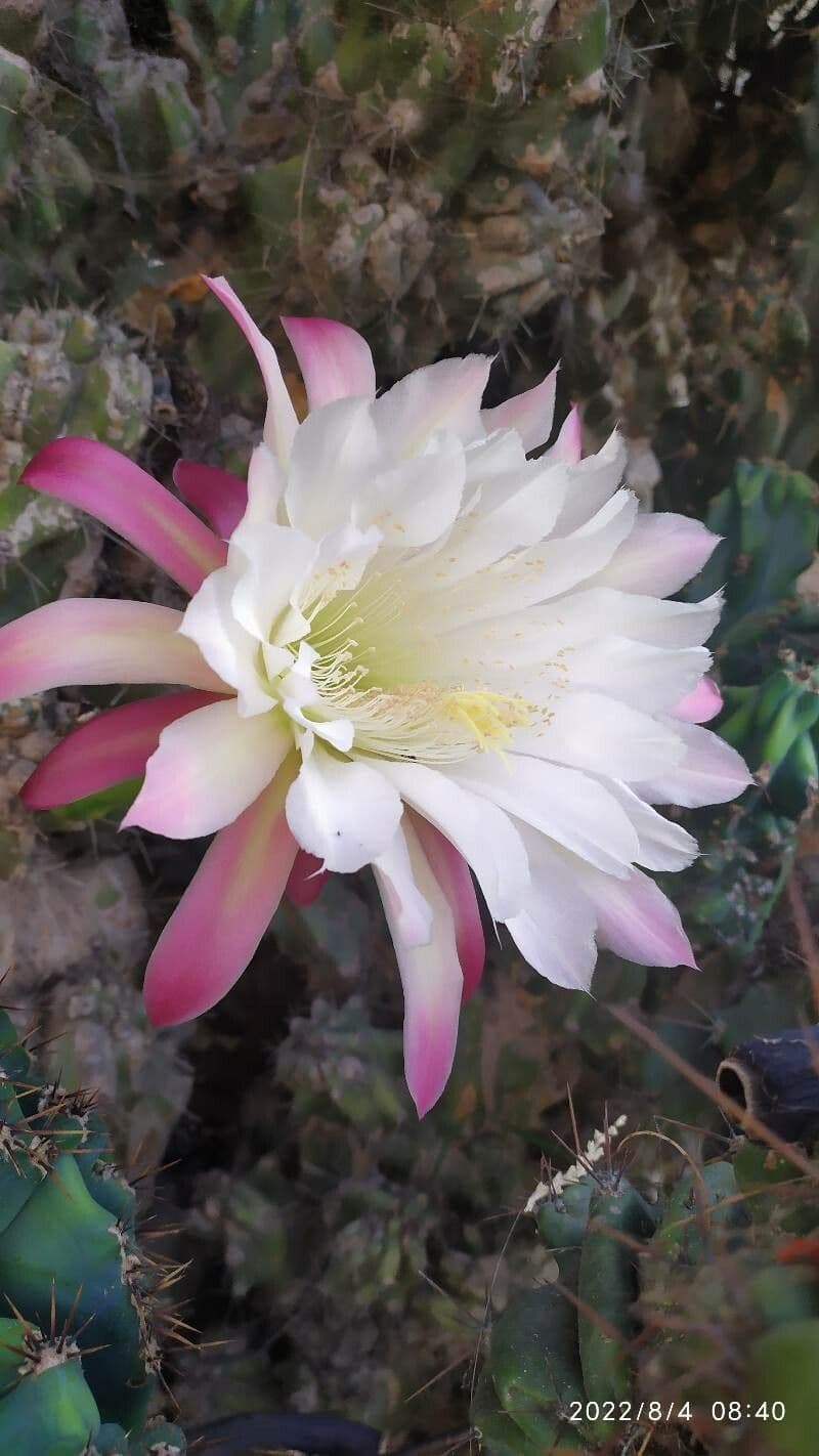 Cactus seto 2