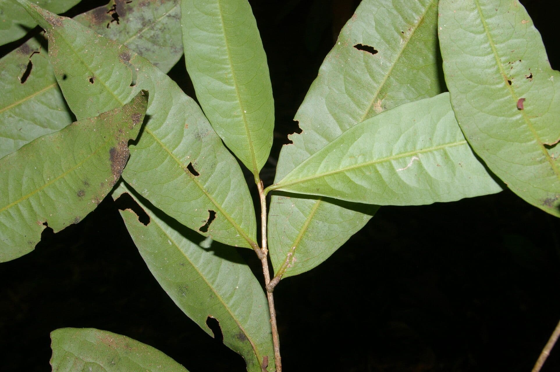 Erythroxylum citrifolium 3