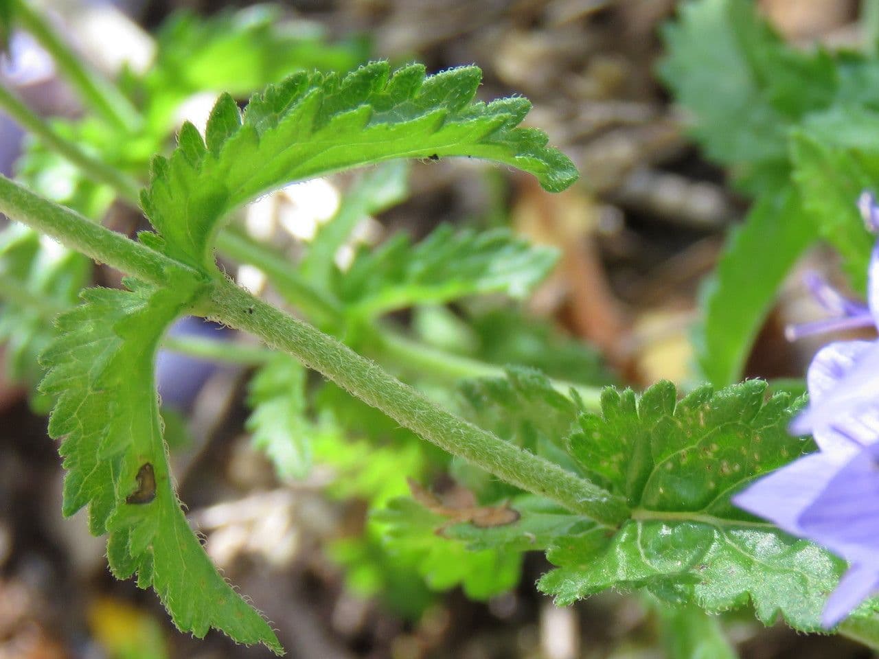 Veronica orsiniana 14
