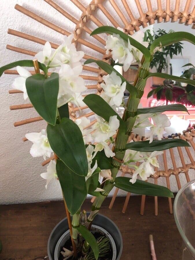 Vavřínovitý dendrobium 7