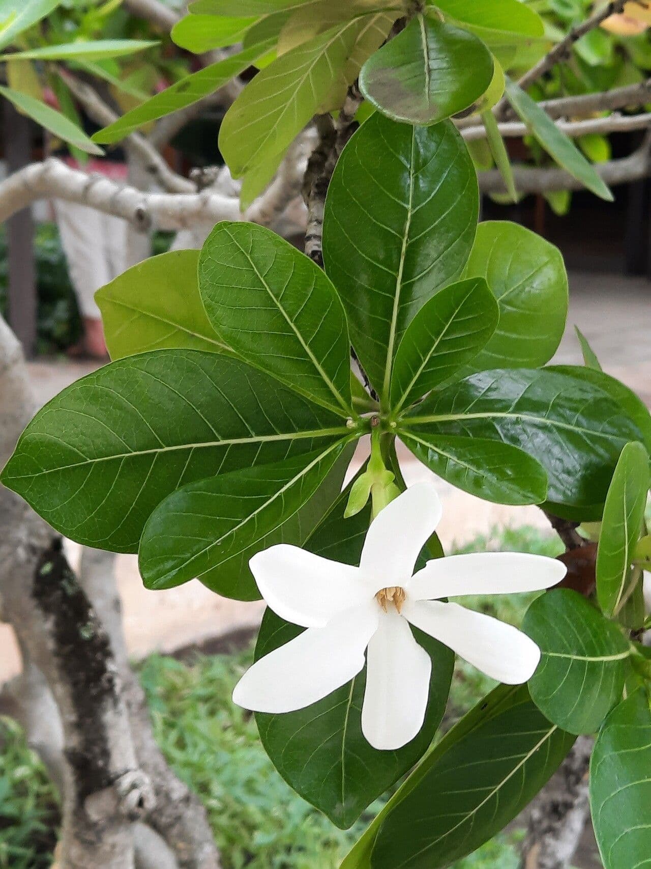 Gardenia tahitańska 21