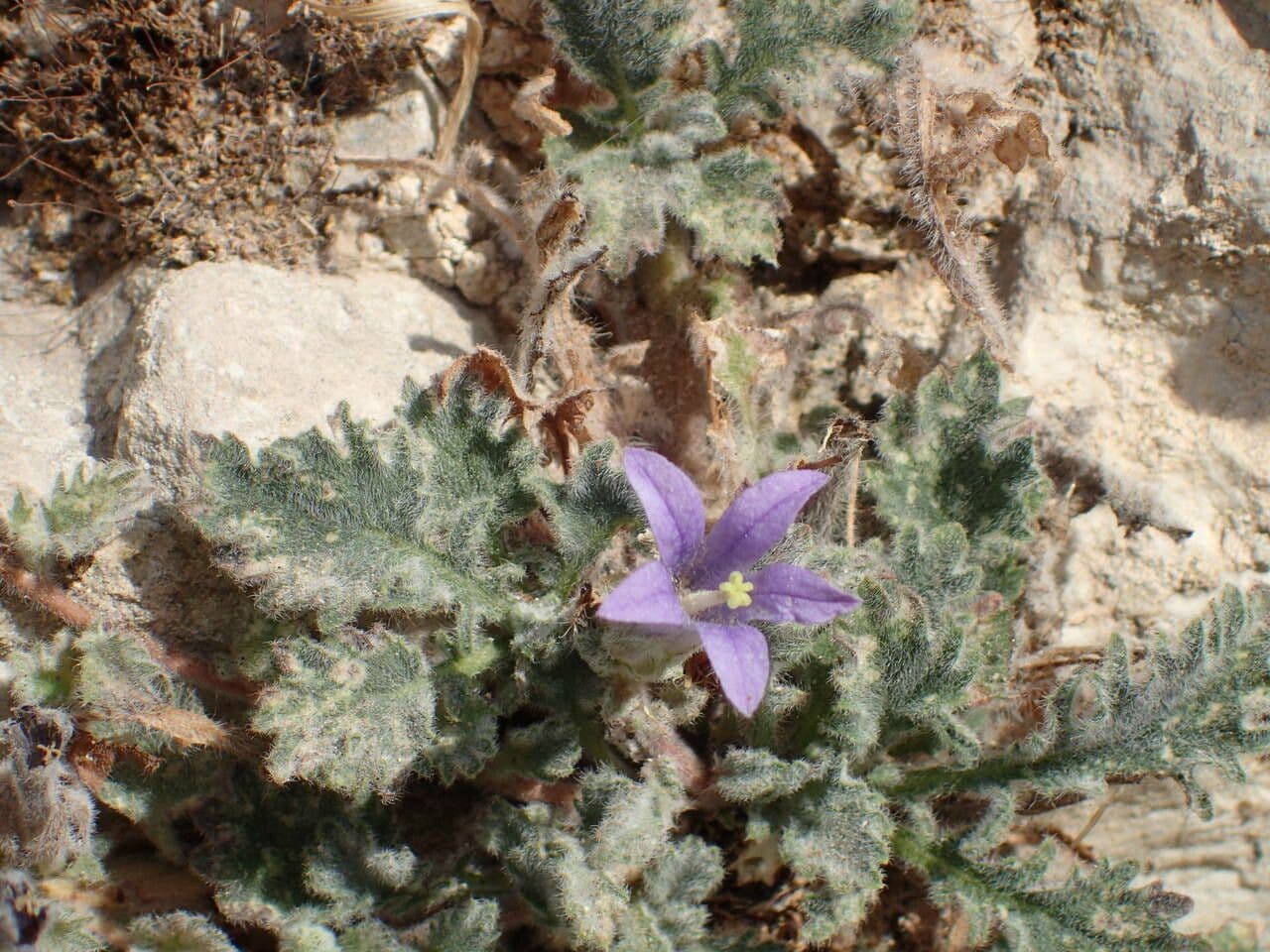 Campanula 5