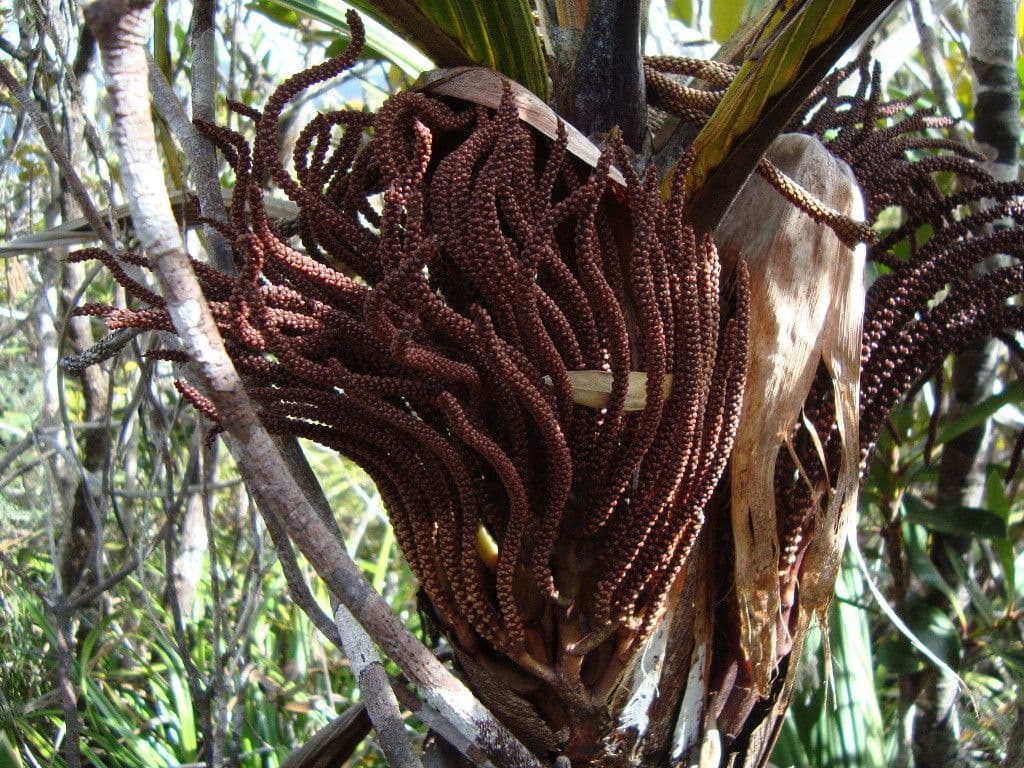 Basselinia 6
