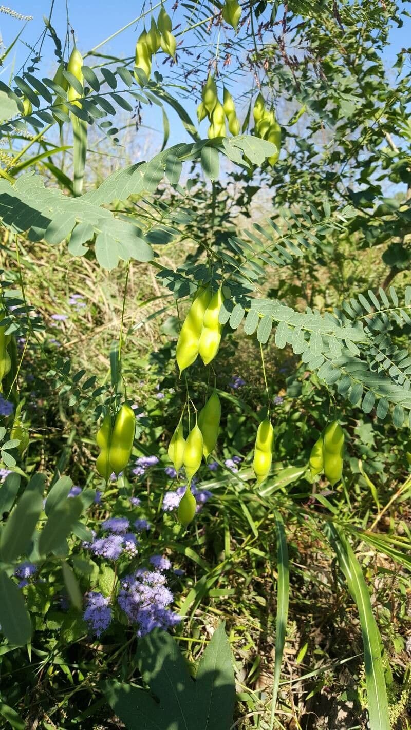 Sesbania drummondii 4