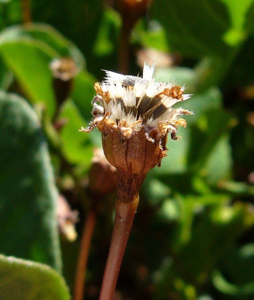 Lasthenia glabra