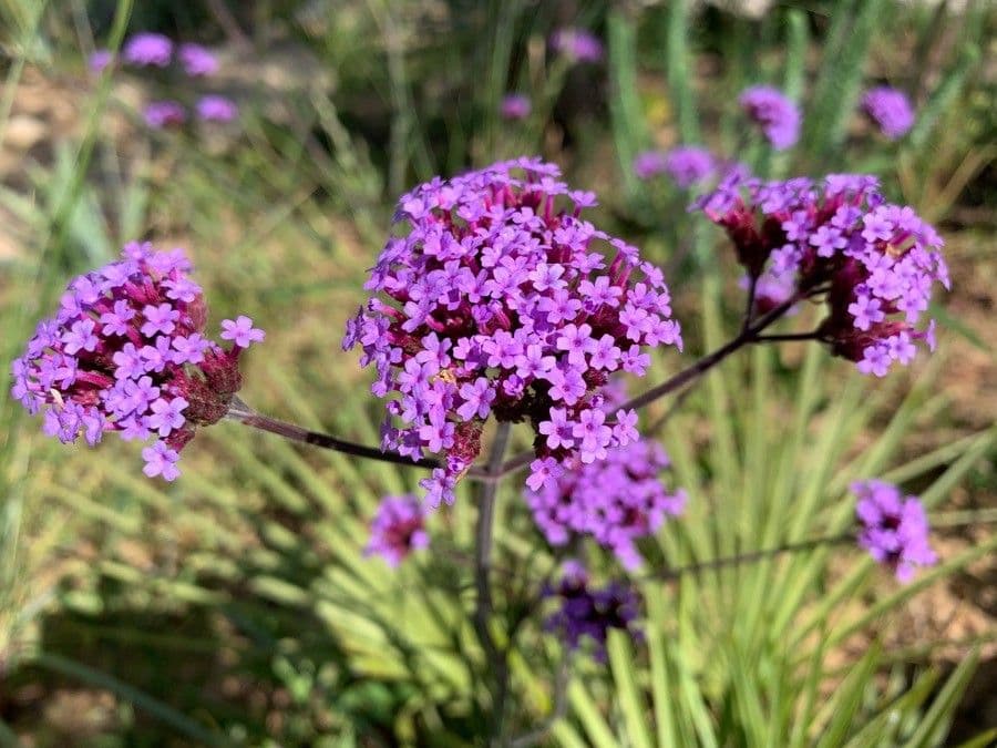 Verbena di Buenos Aires 7