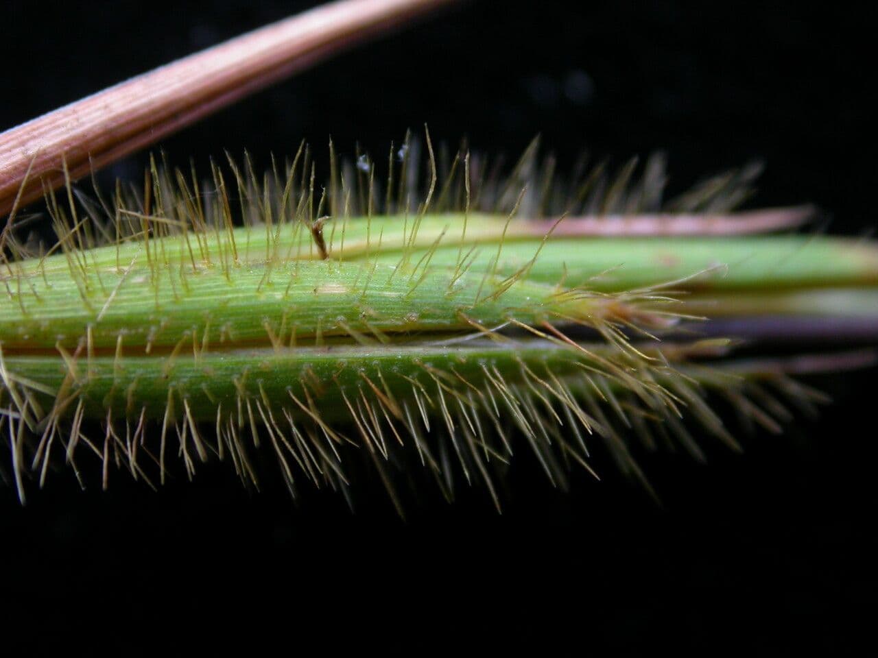 Themeda 4