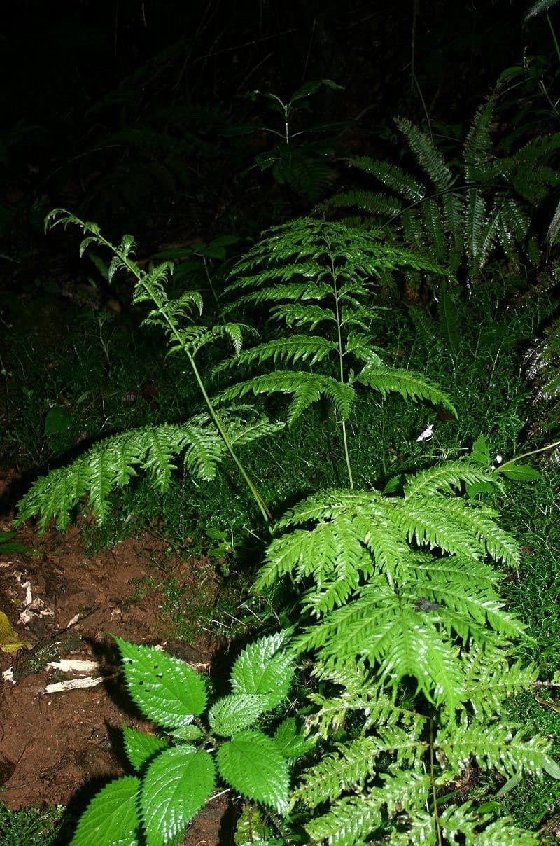 Pteris multifide 4