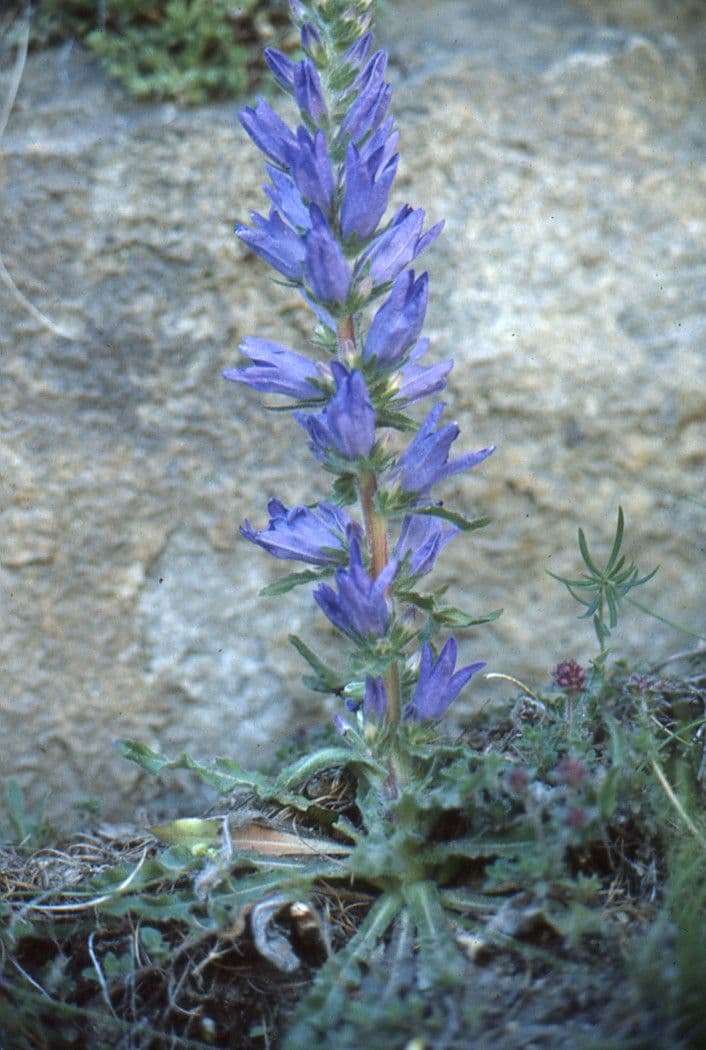 Campanula spigata 9