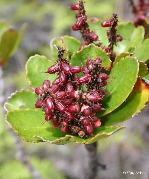 Cunonia