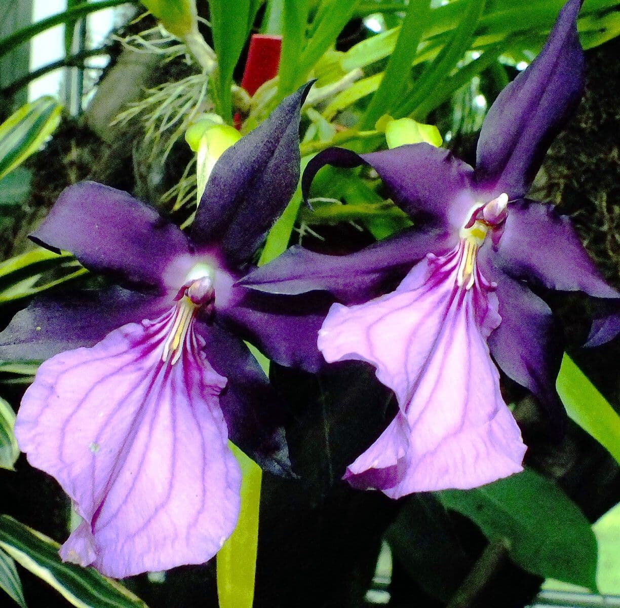 Orchidea 4