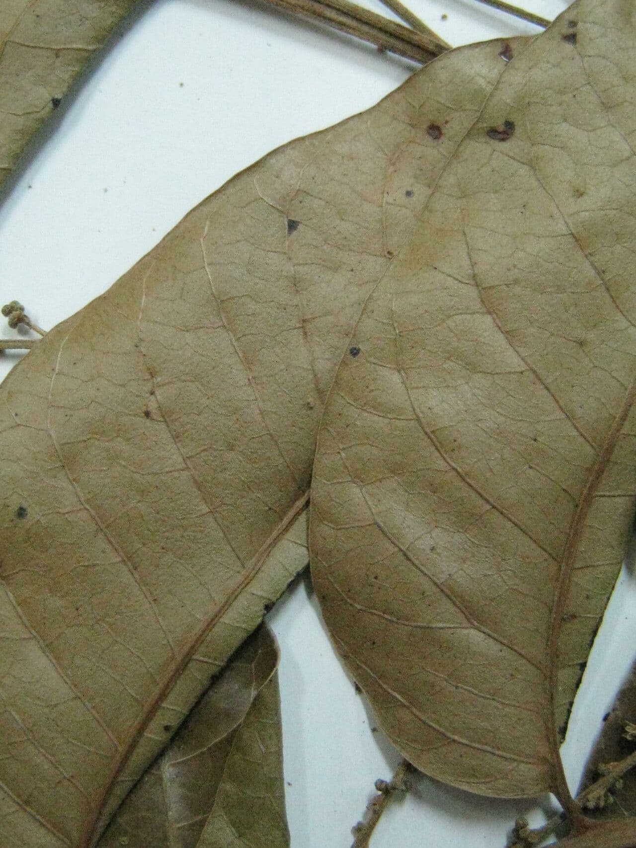 Loxopterygium 2