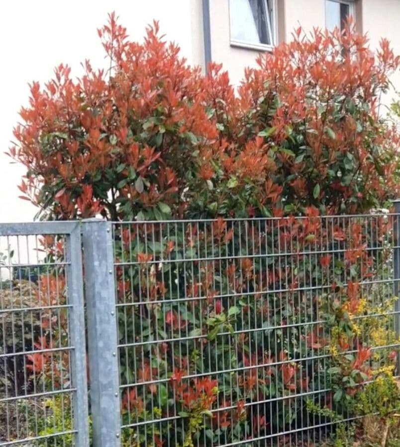 Photinia 17